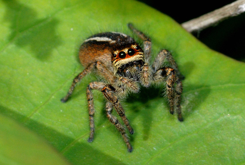 Philaeus chrysops